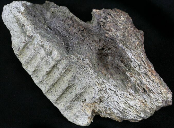 Edmontosaurus (Duck-Billed Dinosaur) Jaw Section #25260